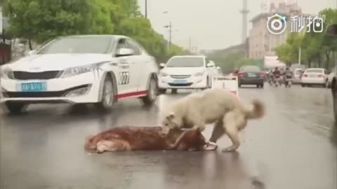 Dog Crying