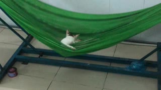 Hammock Keeps Kitty Happy