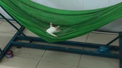 Hammock Keeps Kitty Happy