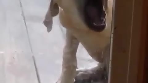 dog funny face