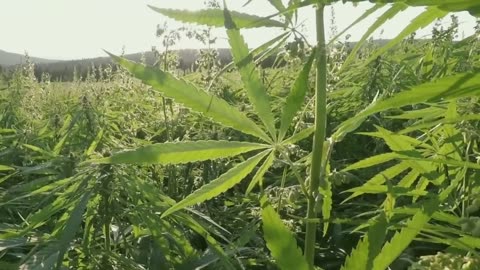 Amazing Lego-Style HEMP BLOCKS Make Building a House Quick, Easy & Sustainable