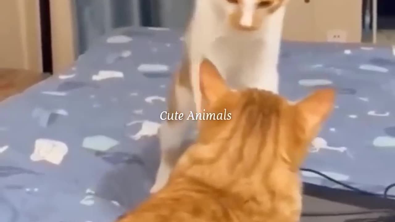 Funny pets