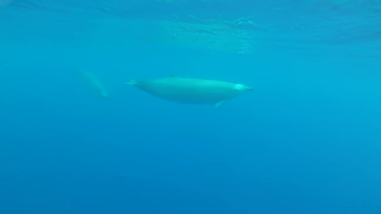 Check out this first underwater video of True´s beaked whales!! Amazing!