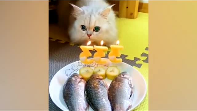 Funniest cute cat video 😍