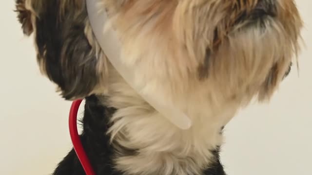 A dog dressed as a nurse