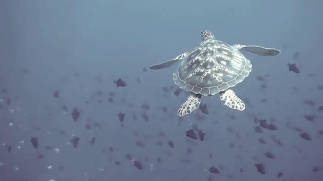 Amazing video Turtle vedio, turtle, swimming turtle