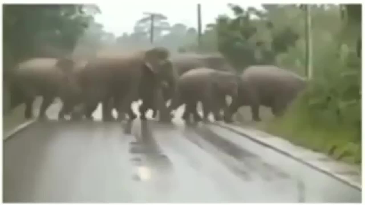 Group of Eliphant Animal