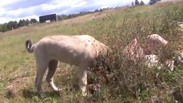 Kangal Dog puppy playing at pond (part 2)