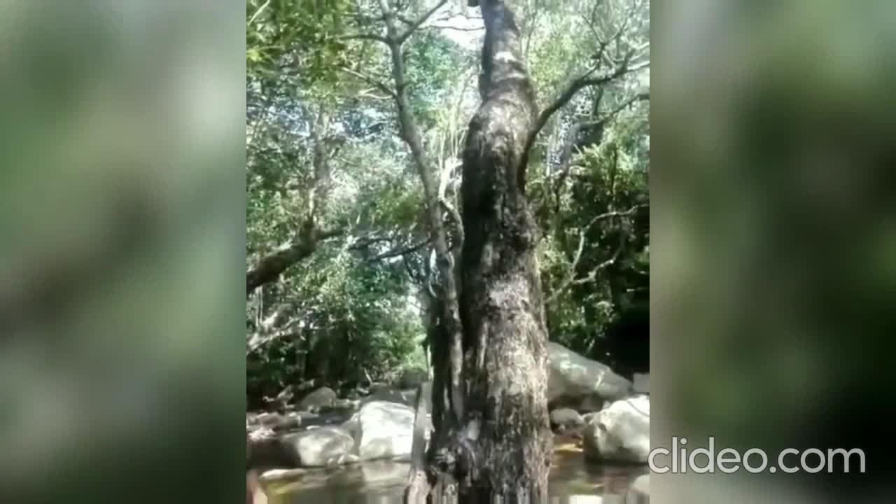 Monkey snatching away his birthday cake