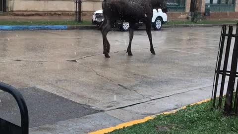 Moose Strolls Down a Montana Street