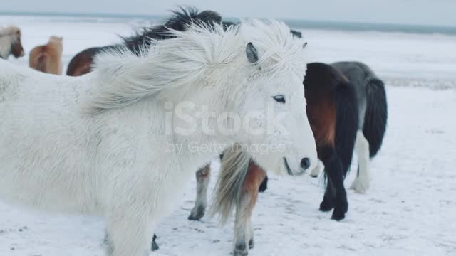 White horse ❤️❤️