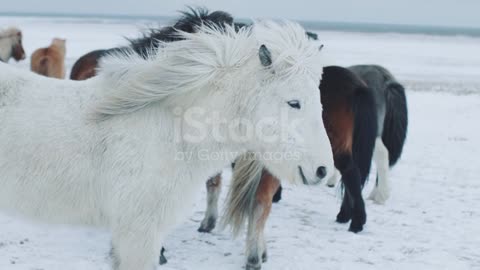 White horse ❤️❤️