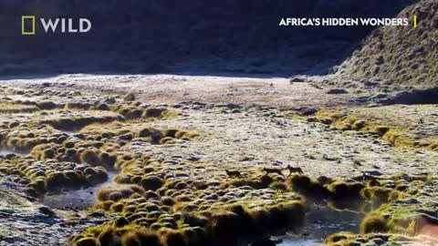 Ethiopian Wolf Hunts for Pups - Africa's Hidden Wonders - National Geographic Wild UK_Cut.mp4