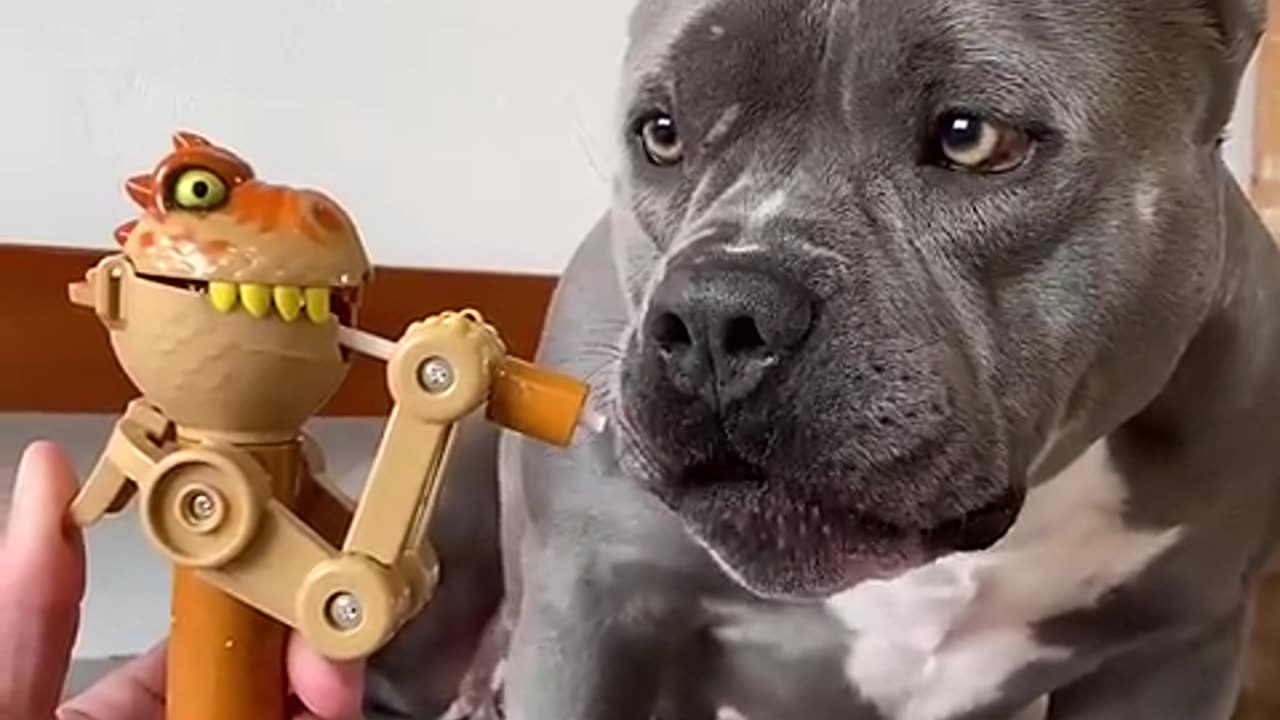 comprei um brinquedo Novo para minha American Bully