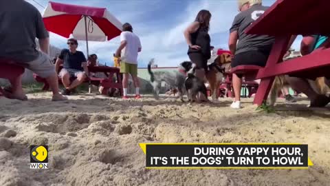 3 days a week, for 3 hours, owners let their pets off the leash