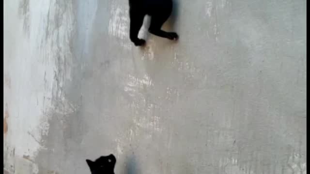 funniest and cutest cats - short videos - 1