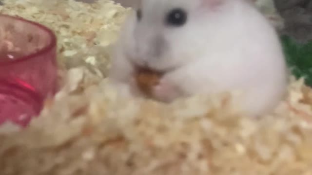 Hamster eating almonds