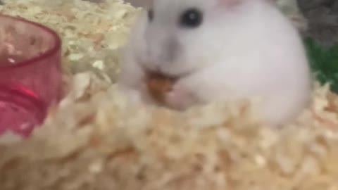 Hamster eating almonds