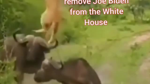 How to Remove Joe