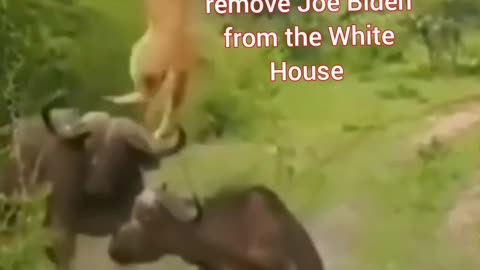 How to Remove Joe