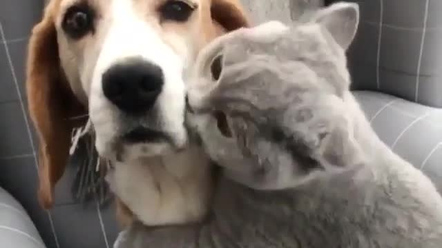 A small cat petting a dog. A very amazing scene