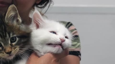 Absolutely adorable Maine Coon kittens!