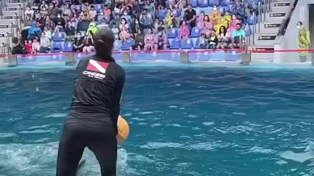 Dolphins playing ball