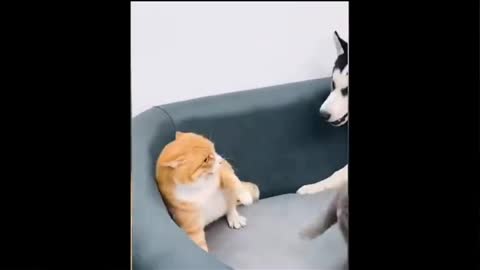 Animal video cat and dog funny video animal funny moment