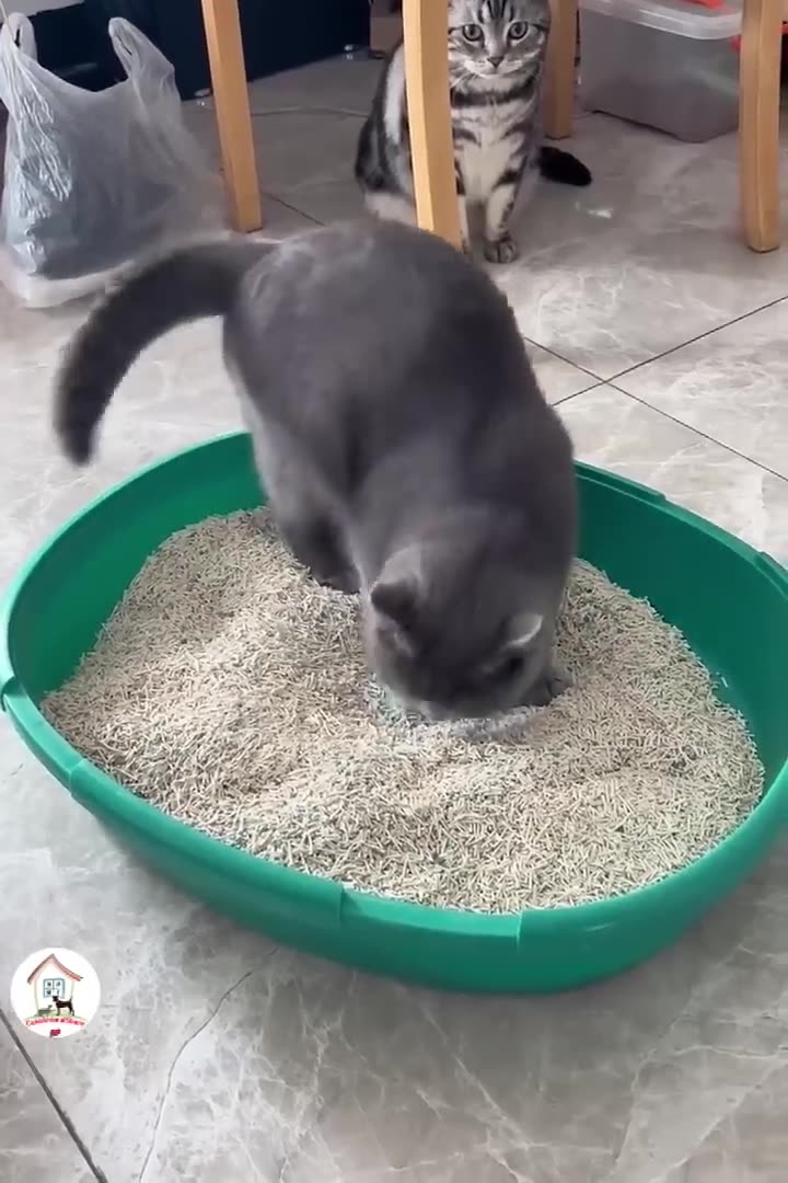 Cat Pranks The Cleverest and Funniest Cat Tricks for Their Owners!