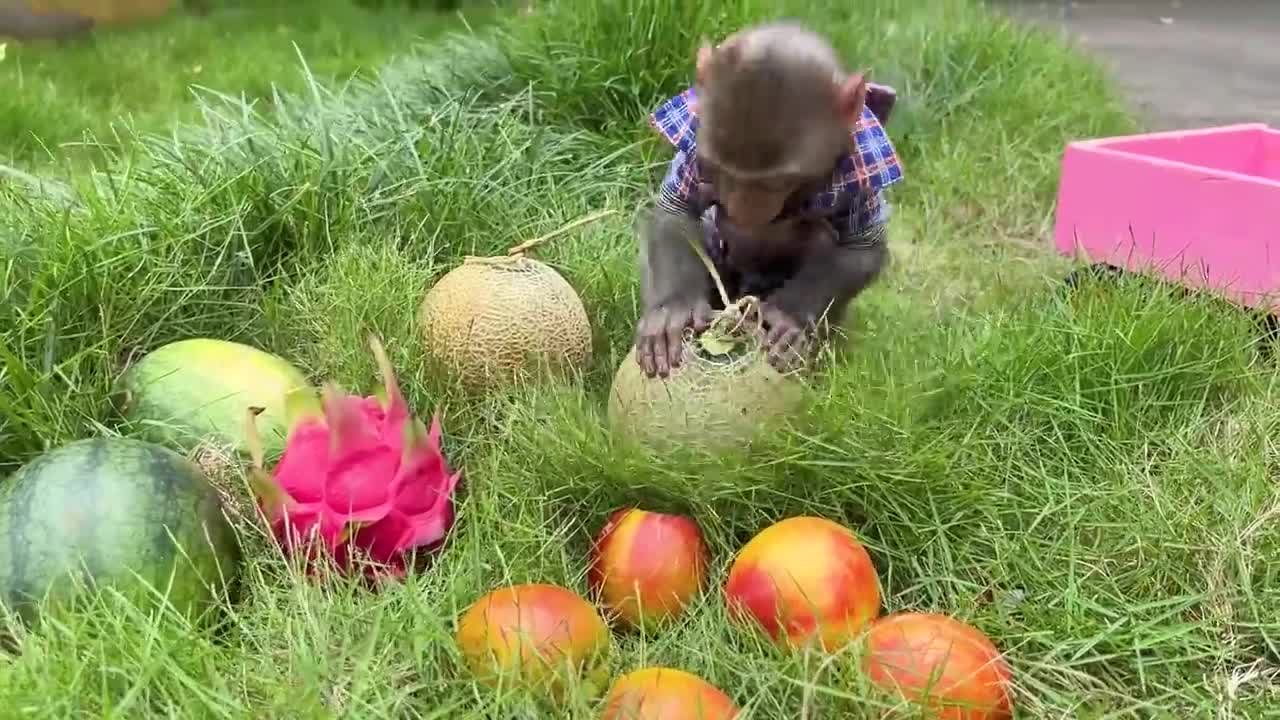 The monkey went out to load the fruit