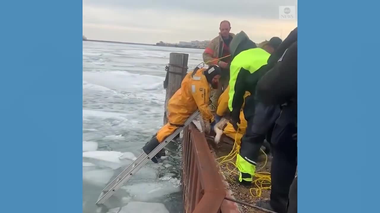 Dog rescued from frigid Detroit River