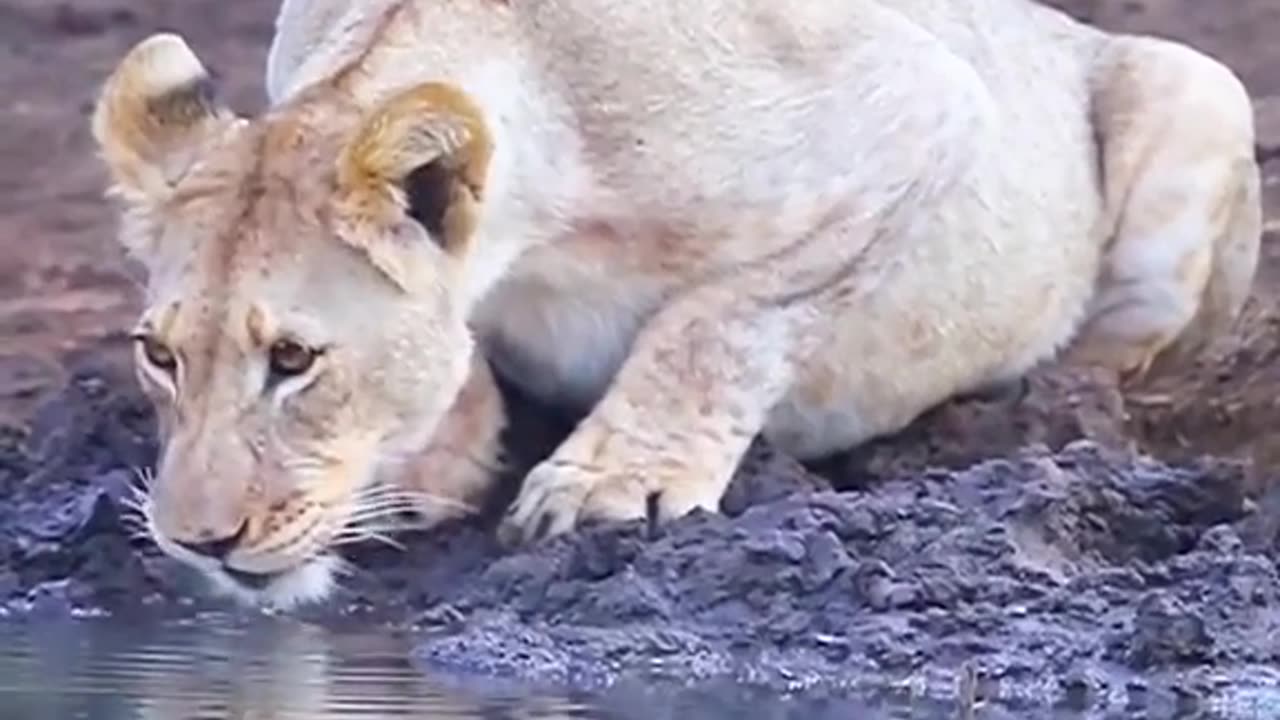 lioness drinking by the river