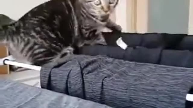 Cat funny video | Funny video | Viral video | Funny meme | Whatsapp status| video | Viral file