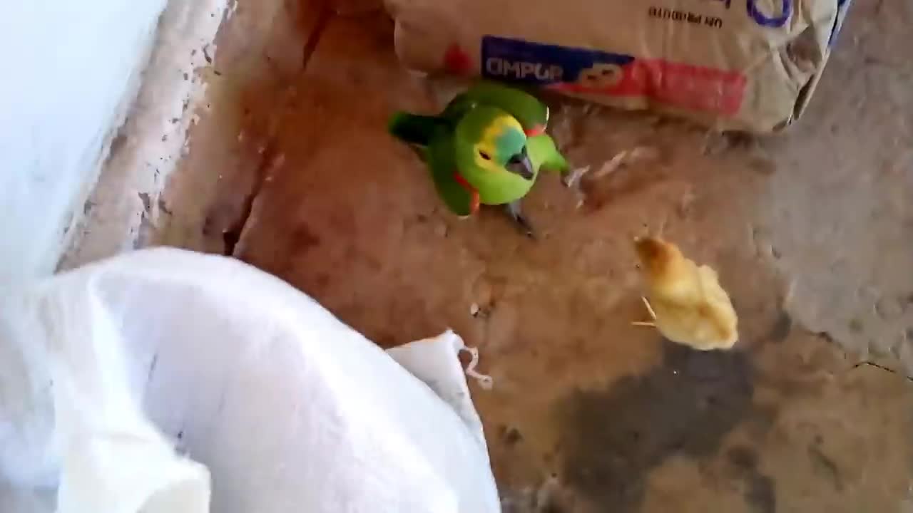 The chick fought with the parrot and look what happened!