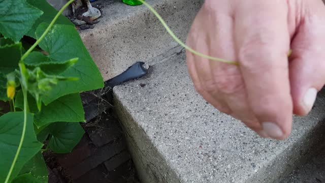 cucumber plant is a live