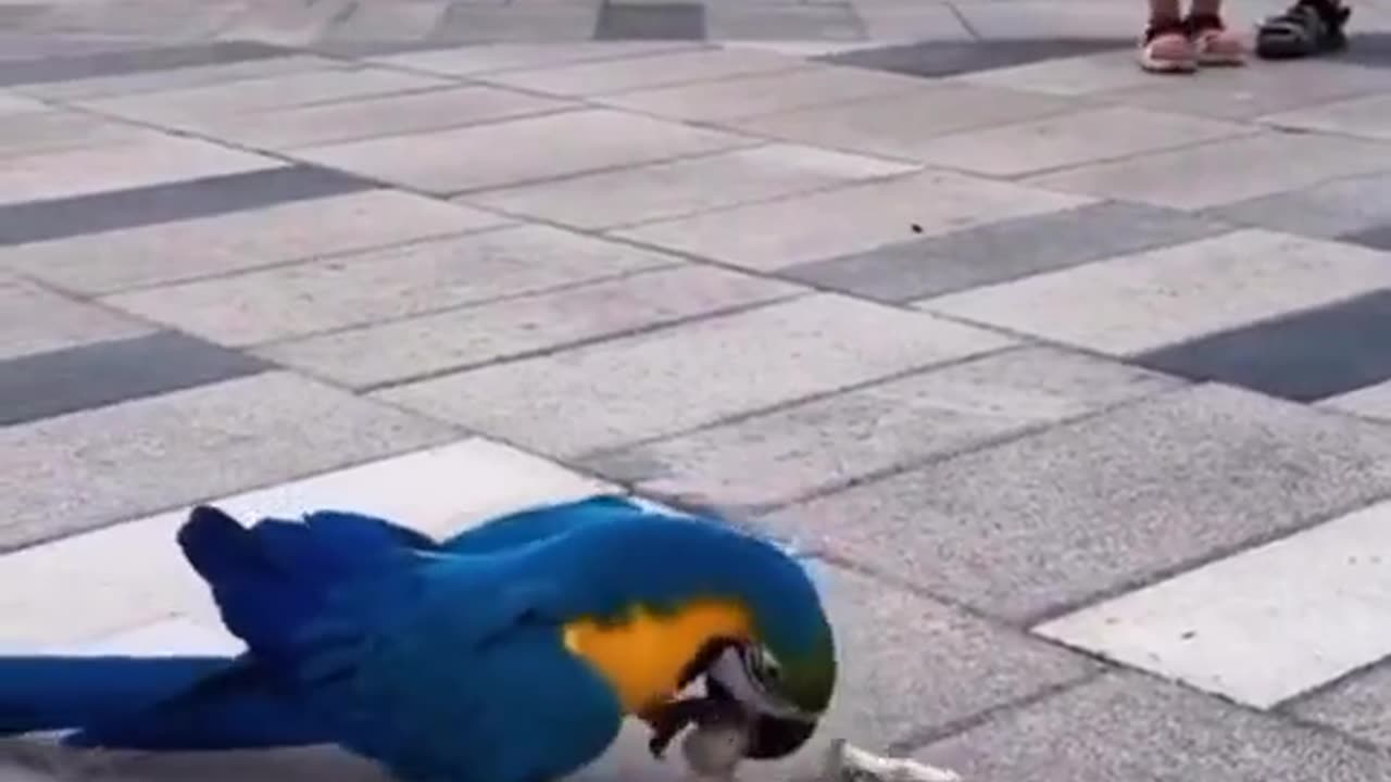 Even parrots love to roller skate