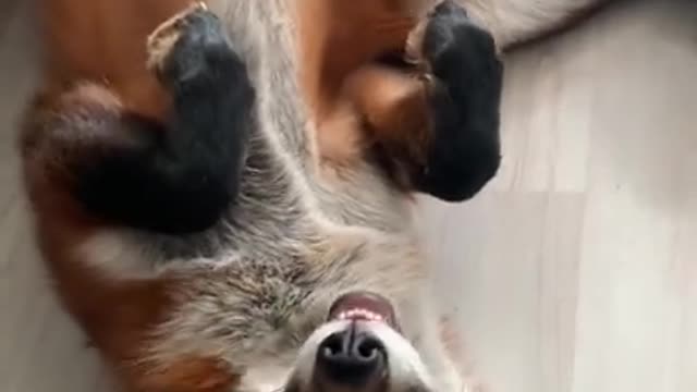 fox pees on the floor