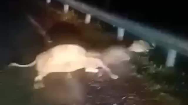 Animal video tiger attack in cow forest