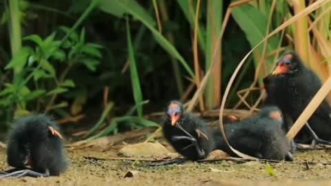 Clown ducks will one day evolve into black swans