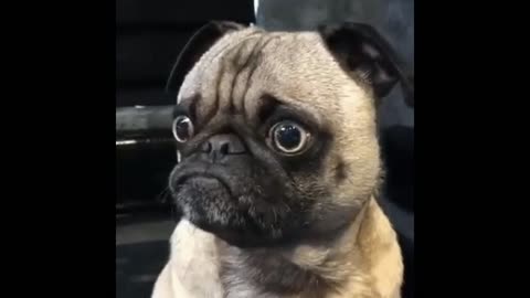 Exotic dog gif video
