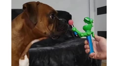 the most boxer reaction