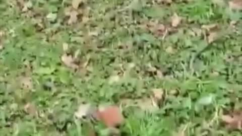 Funny Animal TikToks You Should Try Not to Laugh TOO