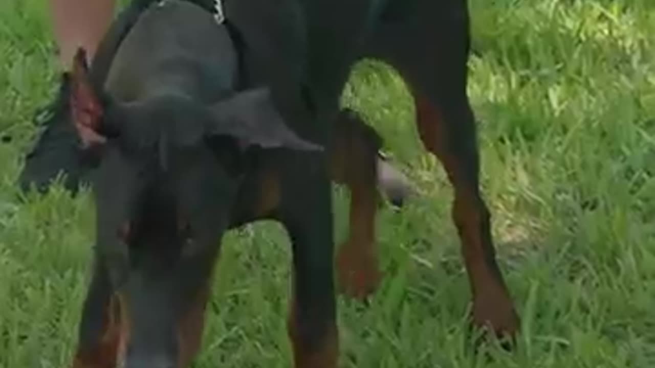 Does Training Your Dog With Treats Work?