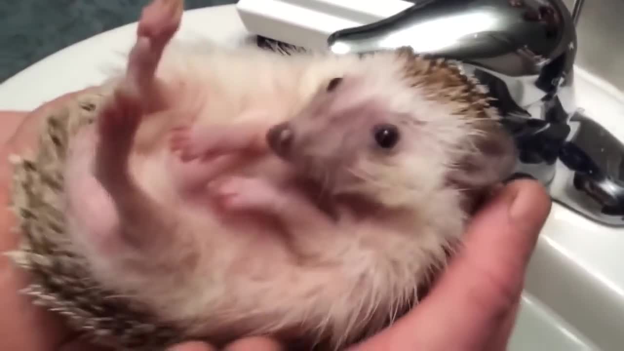 The domestic Hedgehog likes to swim.