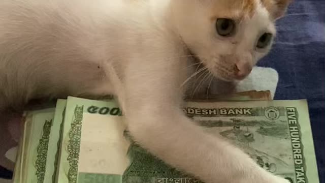 The cat embraces the money and does not want to give it to the man, and he deceived her🤑💰