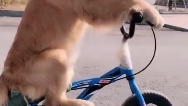 Biking Dog on the Move