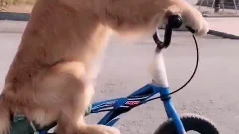 Biking Dog on the Move