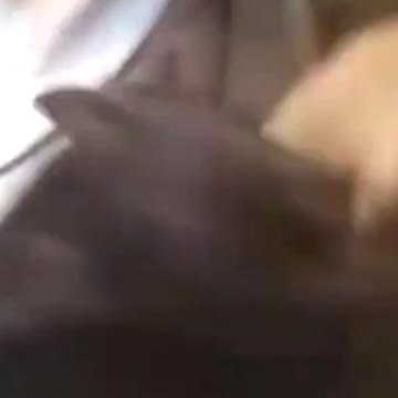 PETS NEVER LIE ABOUT LOVE-44 #shorts