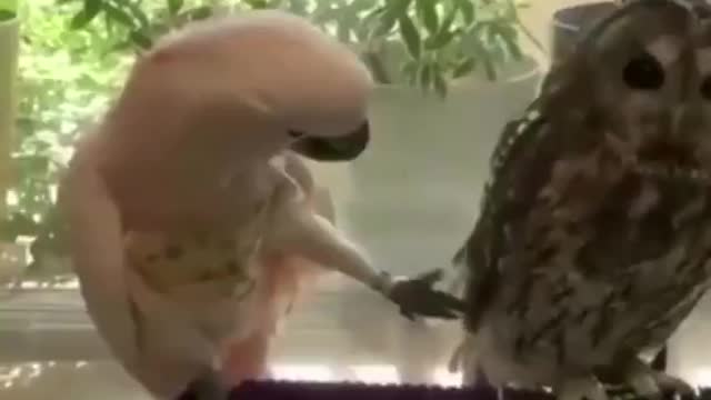 Best Funny Animal Video