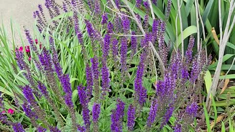 Bumblebee Gardens April 2022